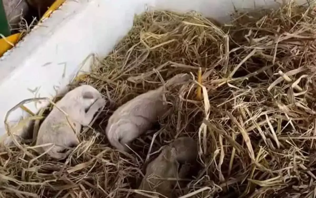 The mother dog was freed from her chains to care for her puppies