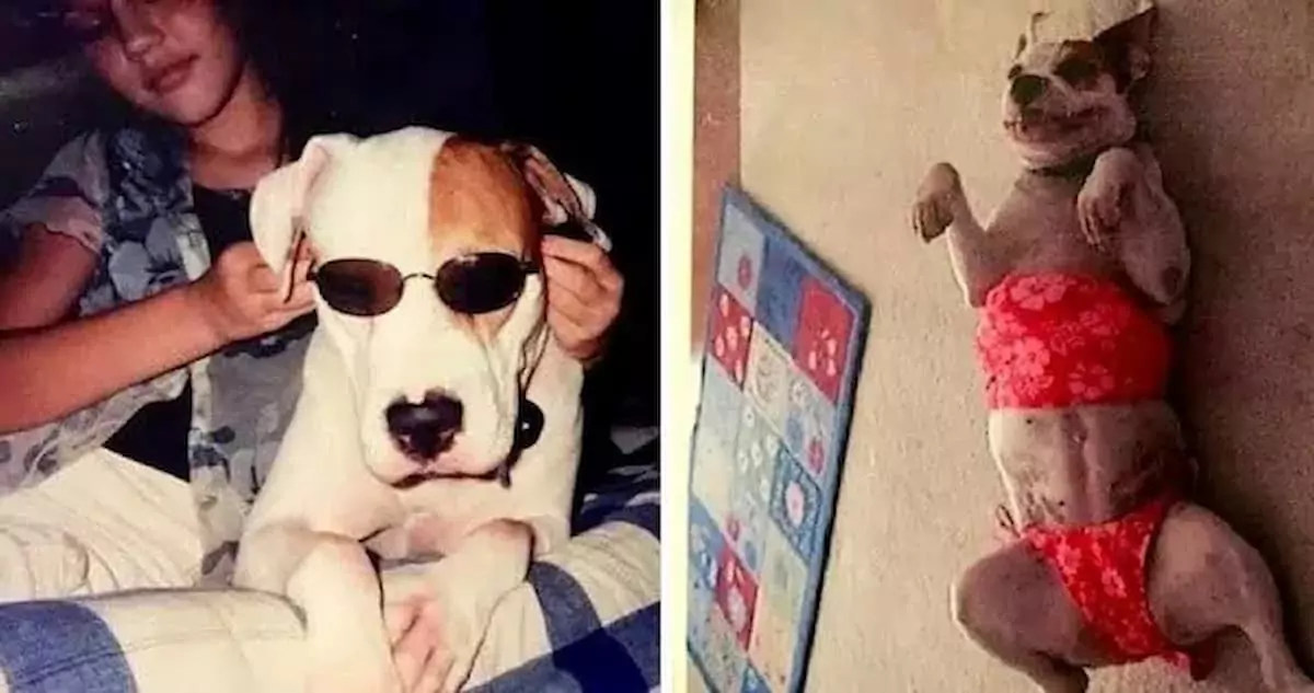 Heartwarming Farewell: Girl Shares Last Car Ride with Dying Dog, Family Moved to Tears