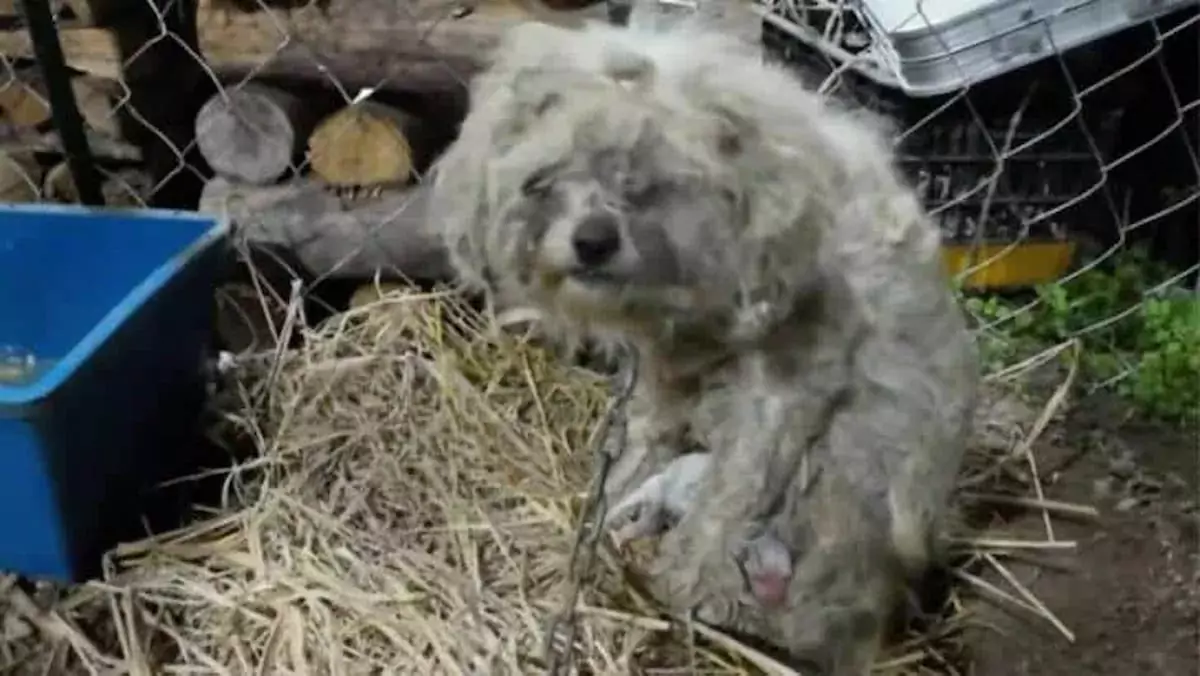 Heartwarming Rescue: Mama Dog Liberated from Chains to Care for Her Puppies