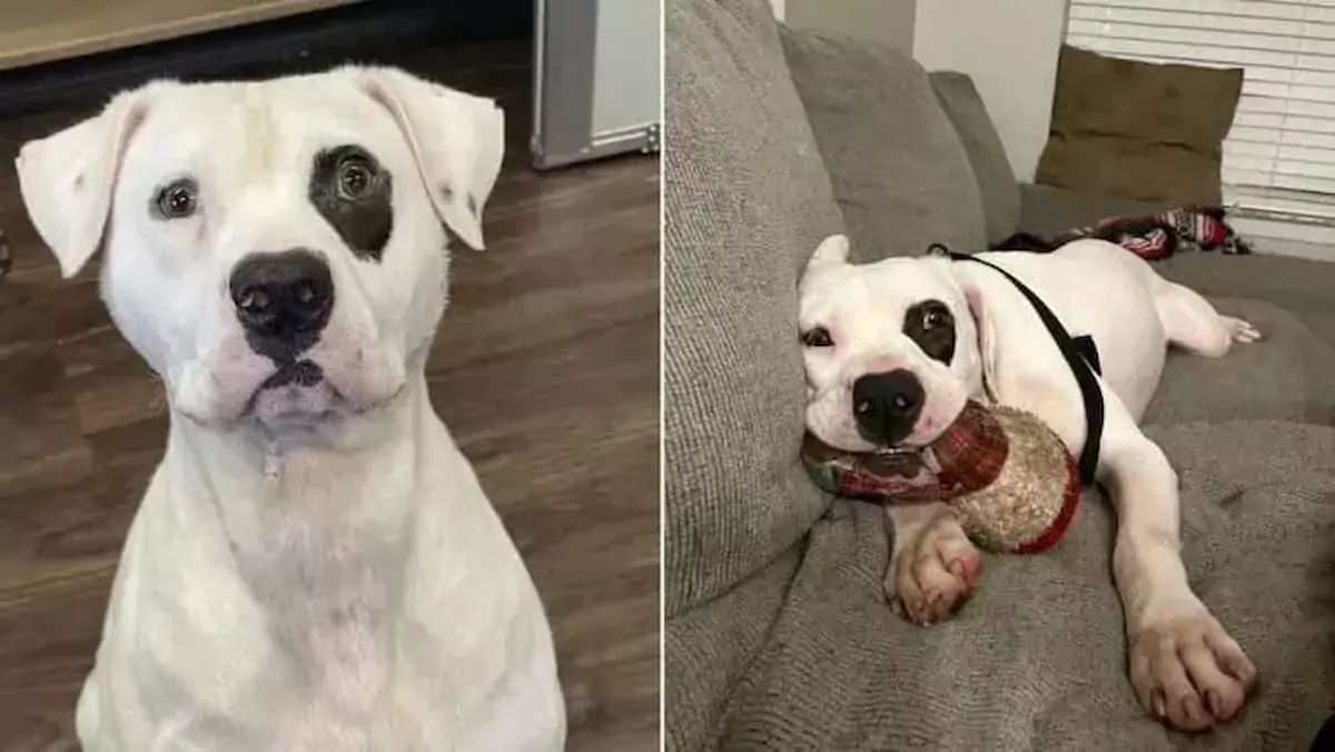 A Heartwarming Tale: One Year in Rescue Leads to a Happy Adoption for This Dog