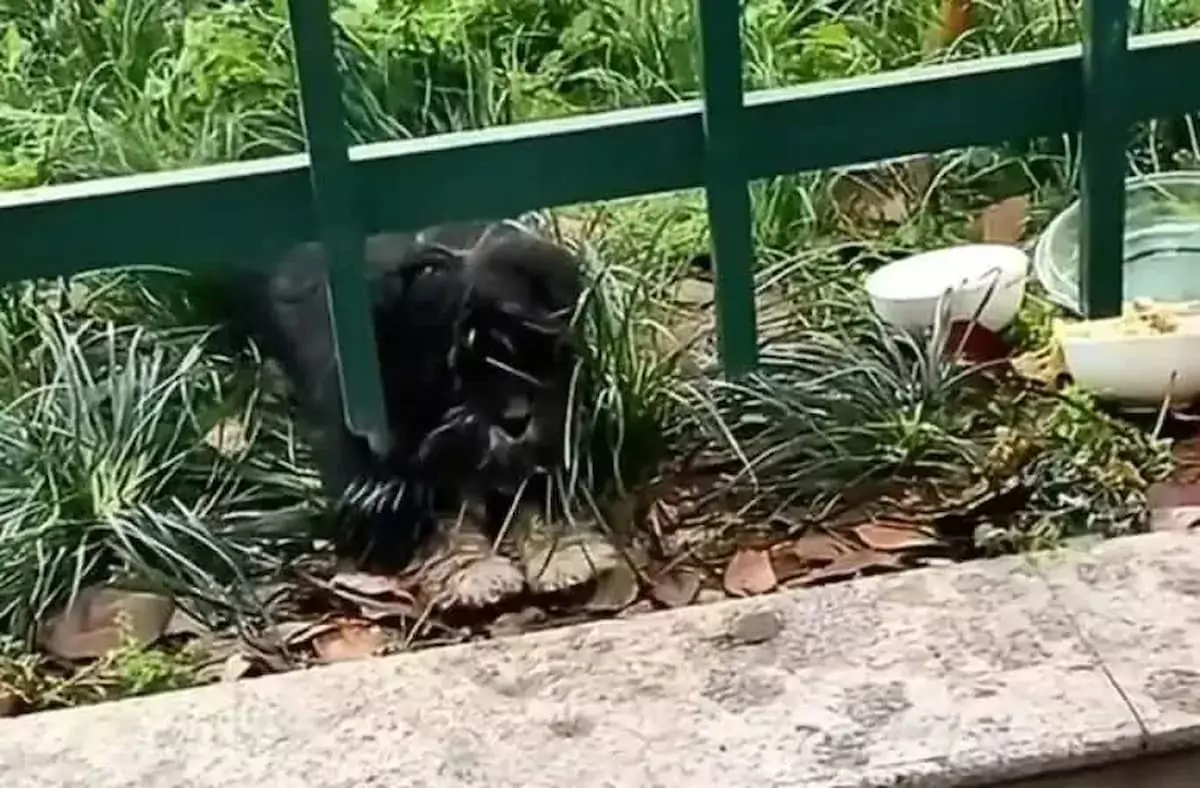 The Heartfelt Journey of a Stray Puppy to Discover a Forever Home