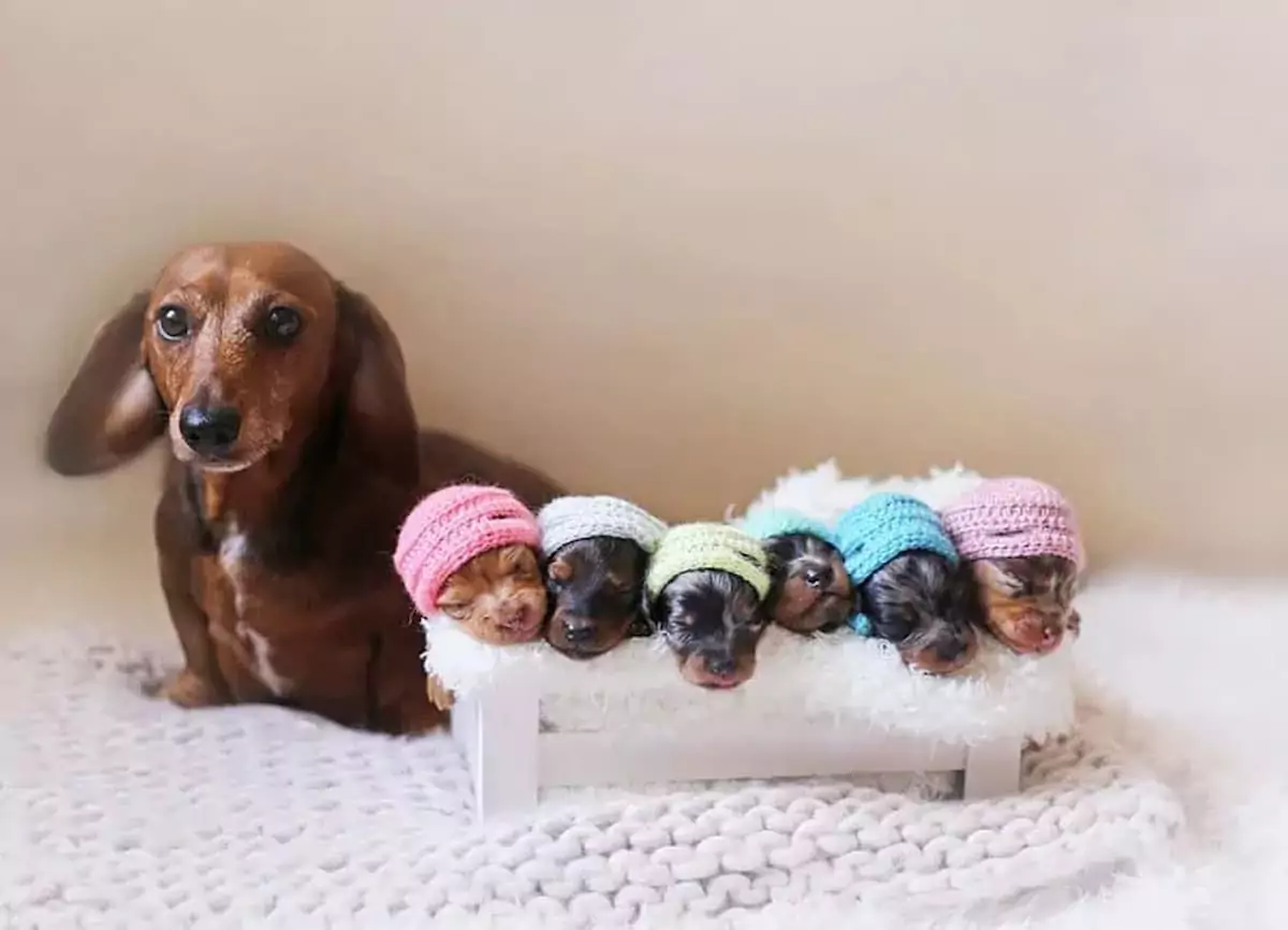 Adorable Maternity Photoshoot: Proud Dachshund Poses with Her Six Tiny Puppies