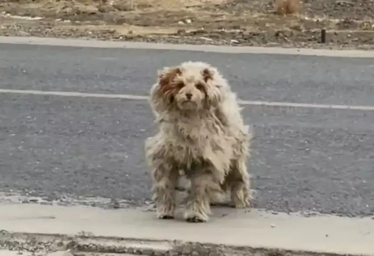 Miracle Rescue: Woman Saves Matted Dog Abandoned by a Busy Road