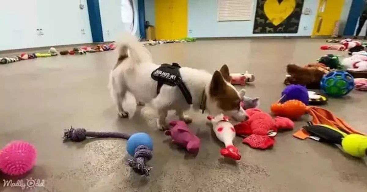 The joyful reaction of rescue dogs when they receive Christmas toys is truly heartwarming