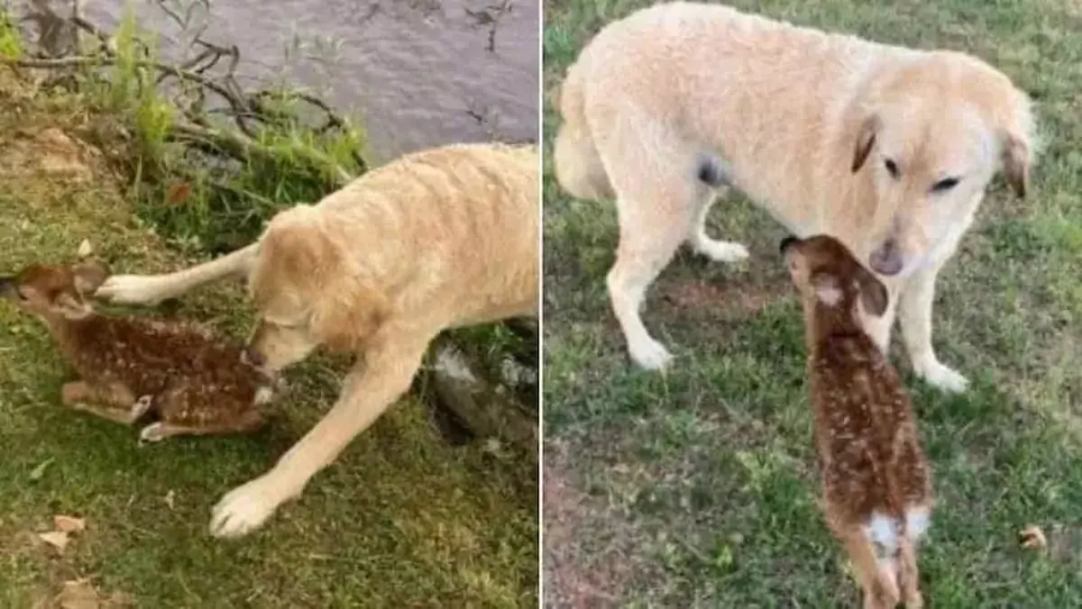 Heartwarming: Goldendoodle Saves Baby Fawn from Drowning