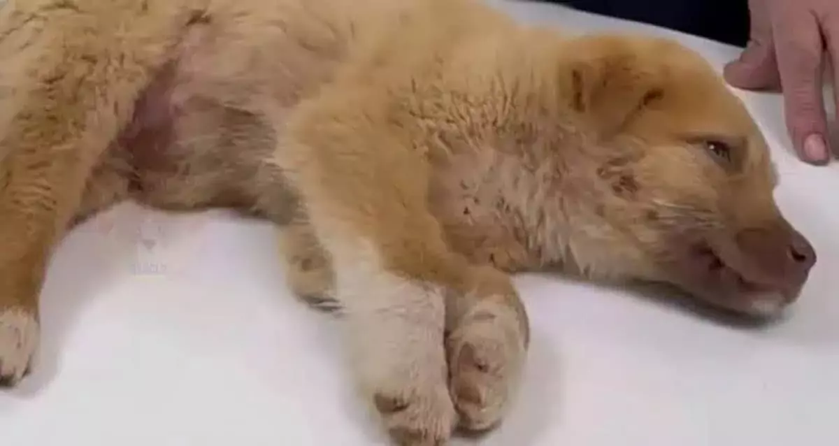 The injured puppy found hope and a forever home