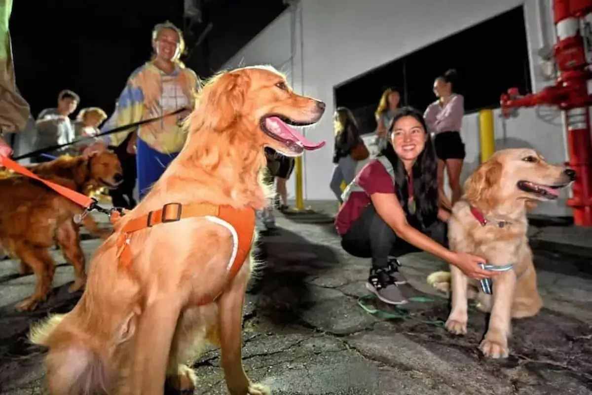 31 Dogs Rescued from China’s Meat Trade Find Sanctuary in the USA