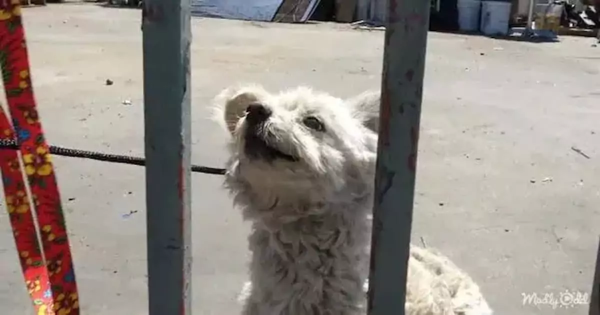 Rescuers save abandoned dog from highway