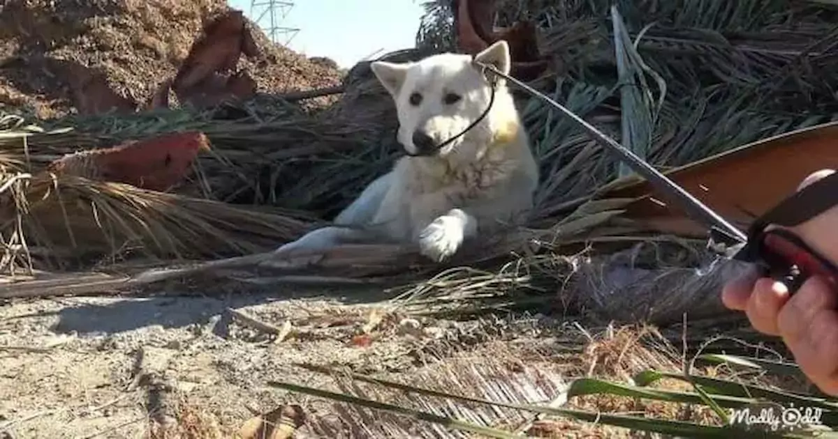 A deaf, elderly dog rescued from living on the highway has found a new home