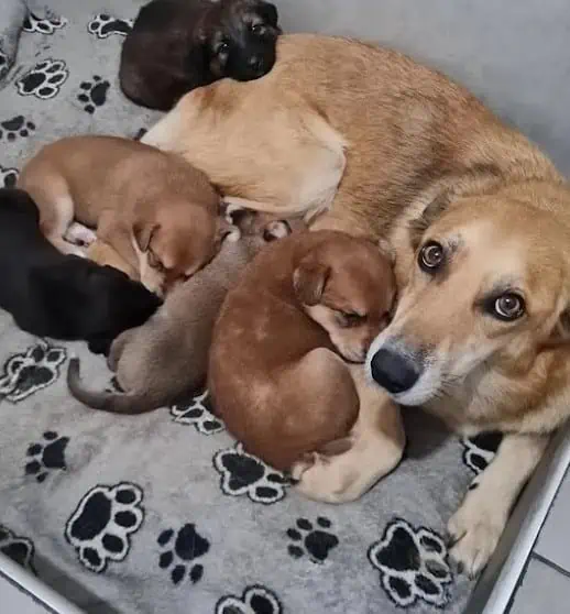 A mother dog and her puppies were abandoned by the roadside; the mother’s desperate plea saved her litter