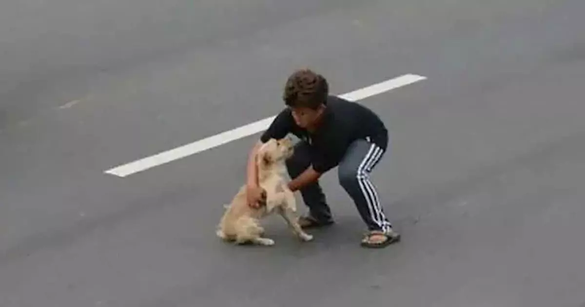 Brave Boy Stops Traffic to Rescue Injured Dog
