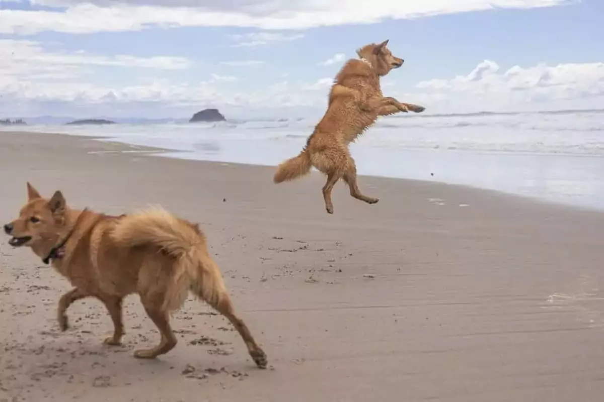 It’s a joy to witness this active dog’s happy beach outings
