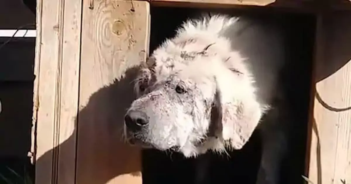 Abandoned Dog Finds New Lease on Life with Loving Owner (VIDEO)