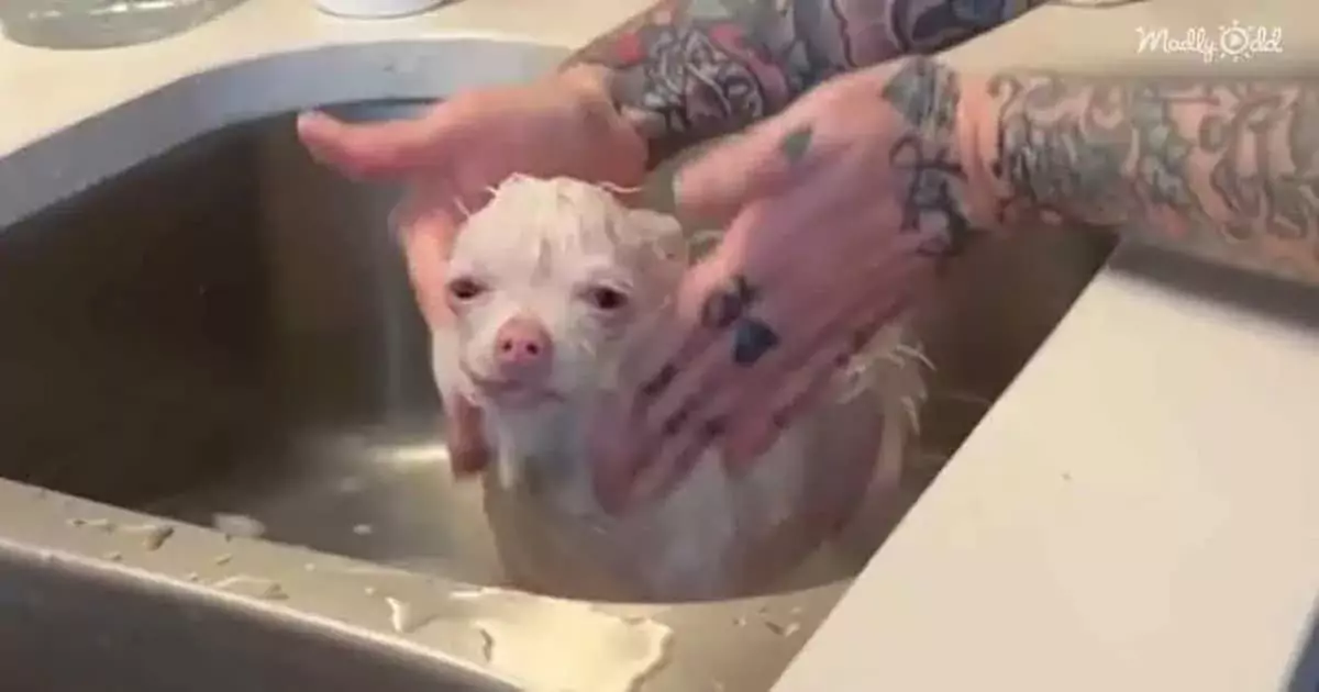 Rescued stray dog has unusual appearance (VIDEO)