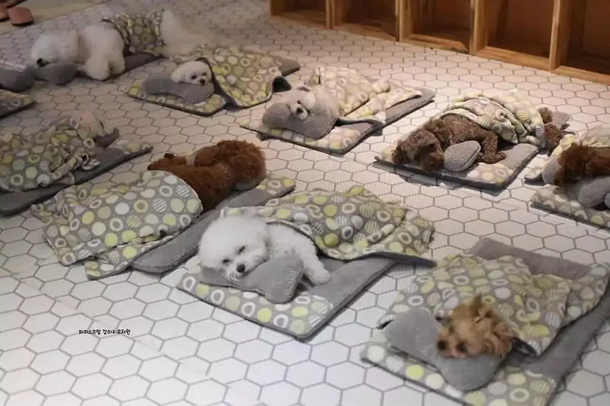 Heartwarming photos of puppies during naptime at the daycare
