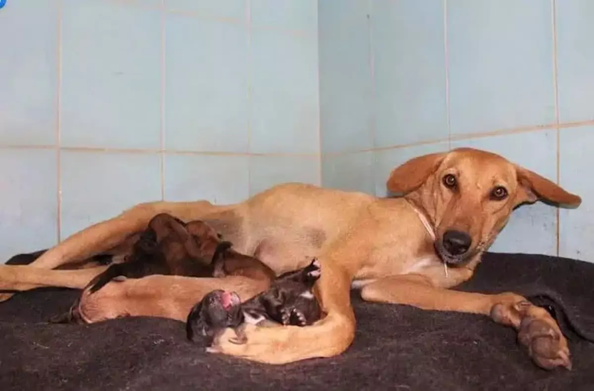 Heroic Mother Dog Saves Her Puppies from Rubble