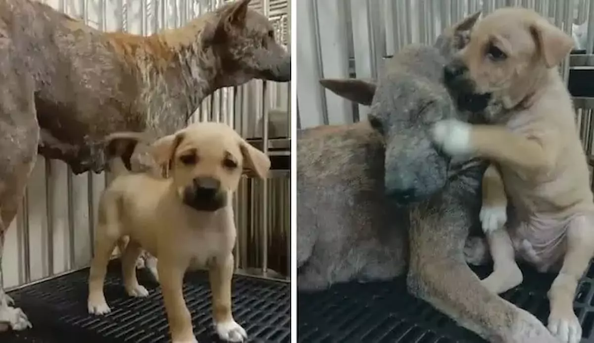 Rescued: A heartwarming story of a struggling dog family’s survival