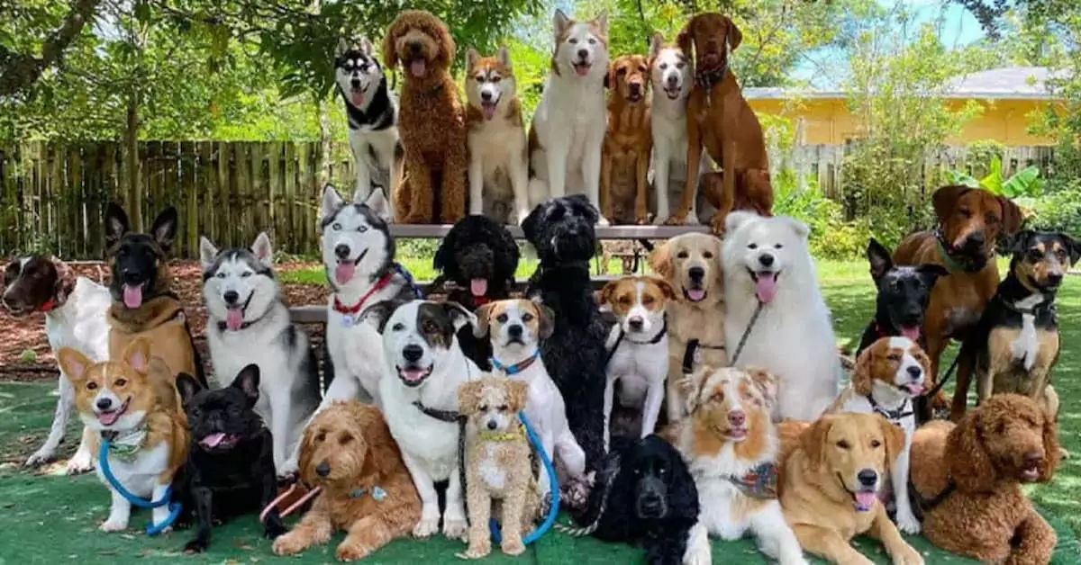 Man rescues 350 dogs, providing them with safe shelter and unconditional love