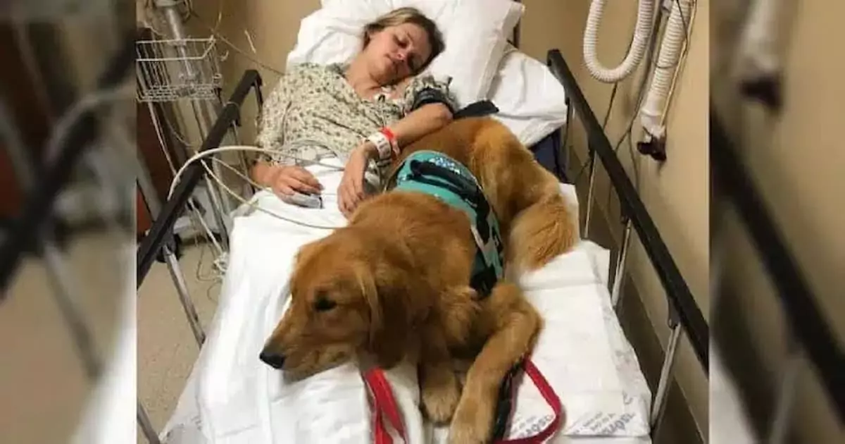 A Heartwarming Tale of Healing: Luna the Dog’s Unbreakable Bond with Her Owner