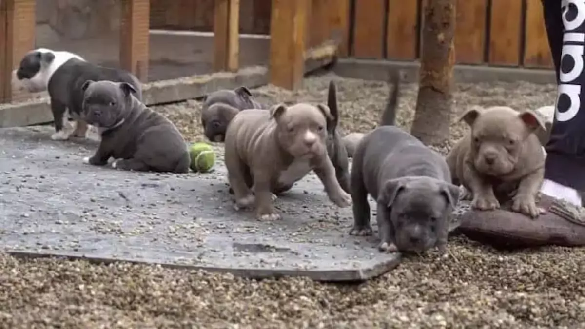 A Mother’s Love: The Heartwarming Arrival of Six Precious Pups