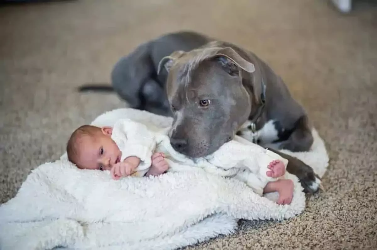 Heartwarming Story: Dog’s Unbreakable Bond with Newborn Baby Melts Hearts