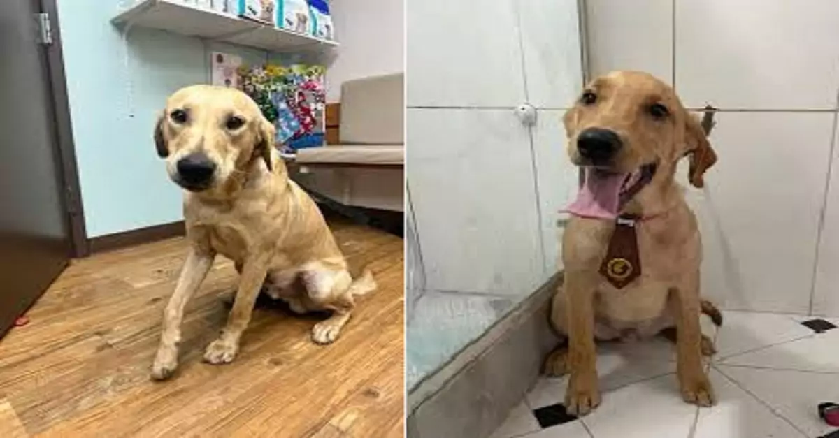 After years of being ignored in a crowded shelter, the gentle senior dog finally finds a forever home filled with love, comfort, and a second chance at happiness ‎