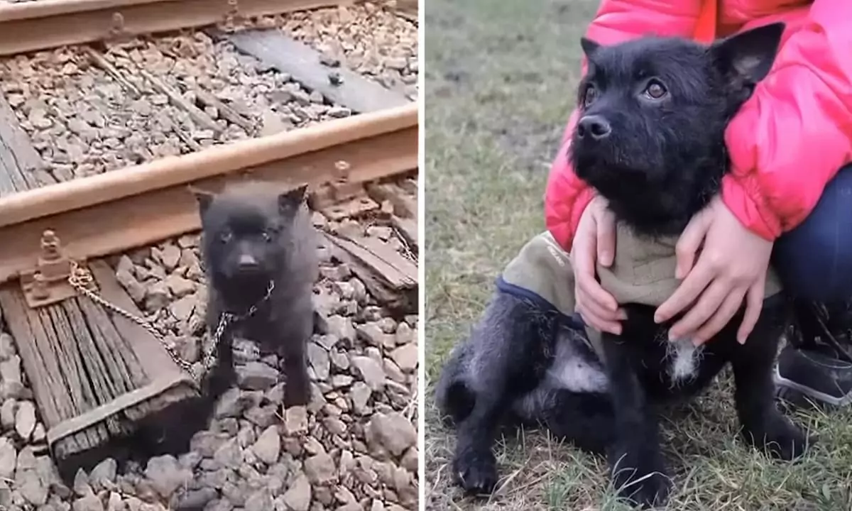 The dog was cruelly chained to the train tracks, left to face a tragic fate—until a last-minute rescue changed everything