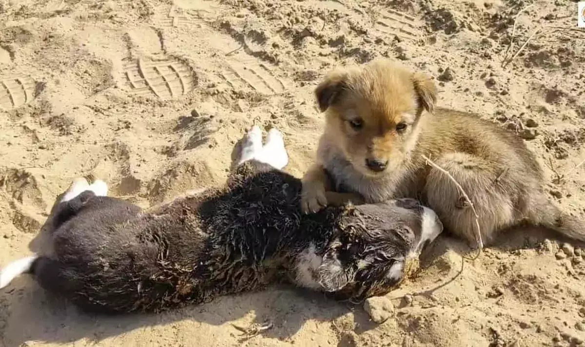 The image of the dog staying constantly by his deceased brother’s side deeply touched the hearts of millions of viewers