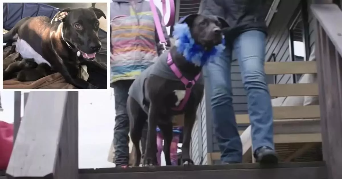 After nearly a year of separation, a mother dog is reunited with her 12 puppies—and her overwhelming joy brings tears to everyone watching ‎
