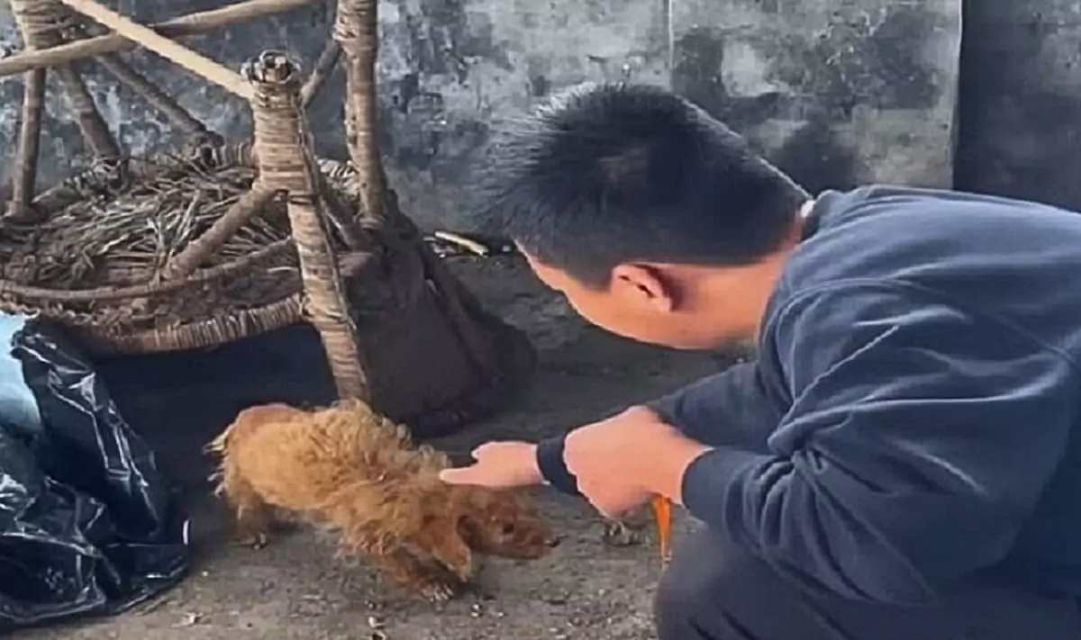 Heartbroken and discarded at a trash heap, the tiny puppy lowered his head, silently pleading for just a touch of kindness ‎