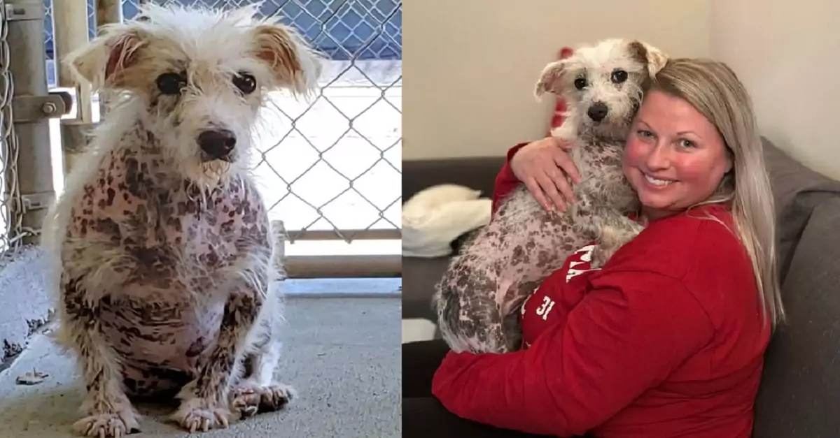 The naked puppy never thought he would find love until he met his owner and melted their heart