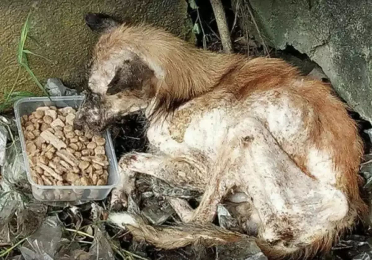 A stray dog lay huddled beneath a tree, hoping for help from passersby