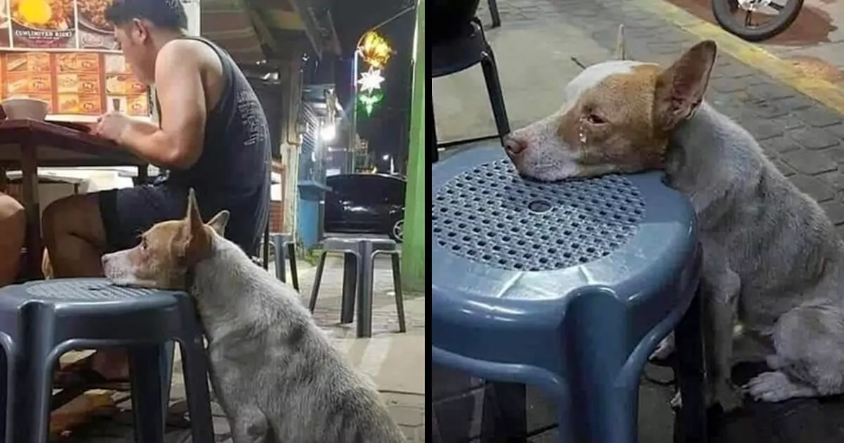 The starving dog gently rests its head on a restaurant chair, eyes full of longing, quietly hoping a kind soul will share a bite and a moment of compassion ‎