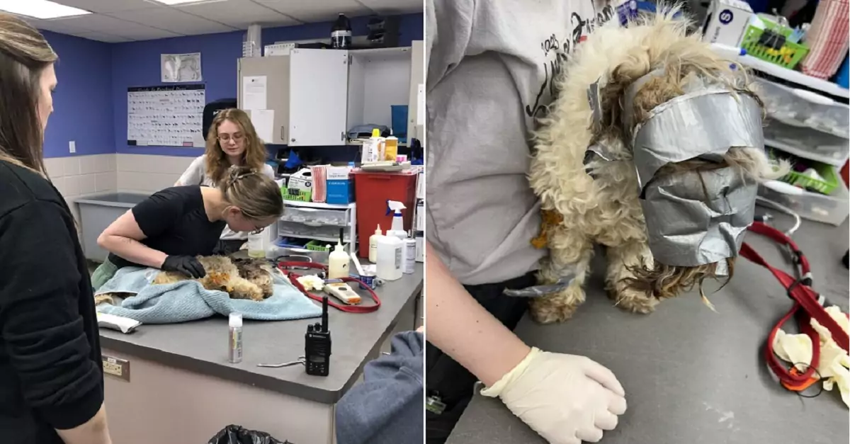 The missing dog was found in a trash can, its face and body wrapped in tape, crying for its mother