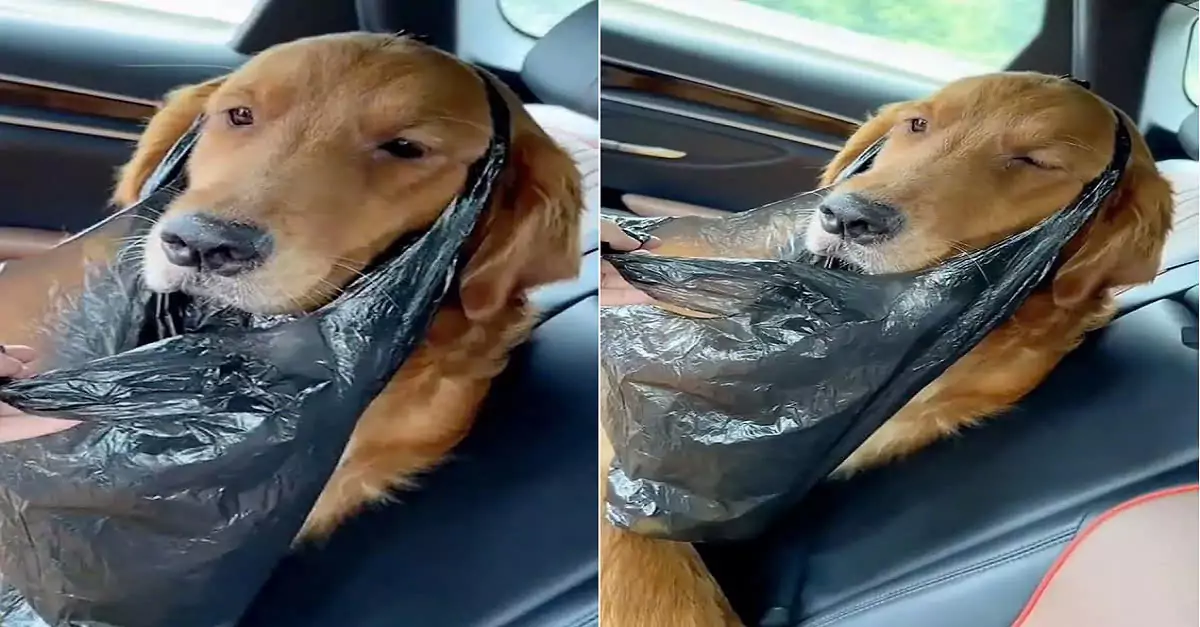 A dog was rescued after being stranded for a week on a cliff in the Scottish Highlands