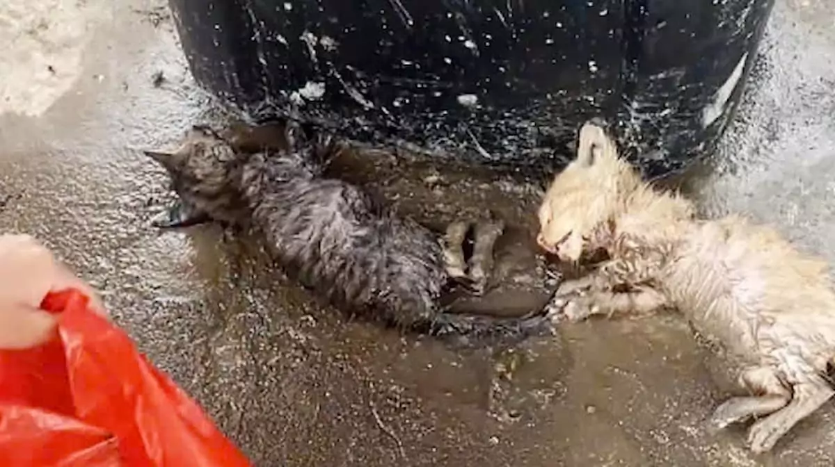 Discovered near a garbage bin, two drenched kittens let out weak, gasping breaths, begging for rescue