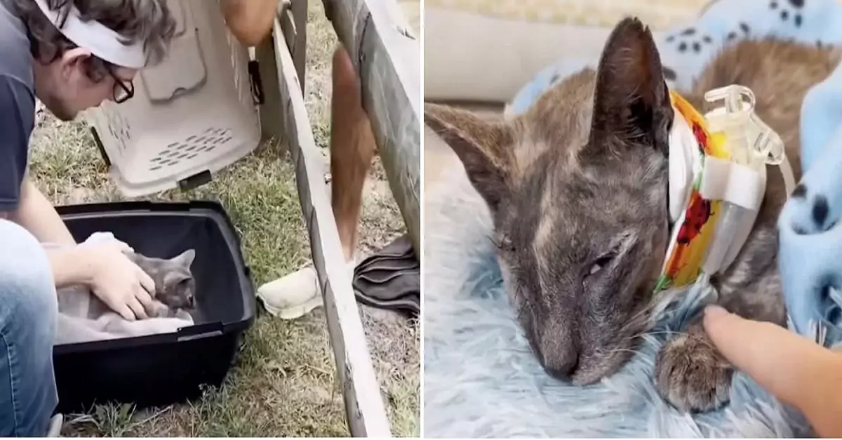 Shot in the head, a stray cat was found seeking assistance
