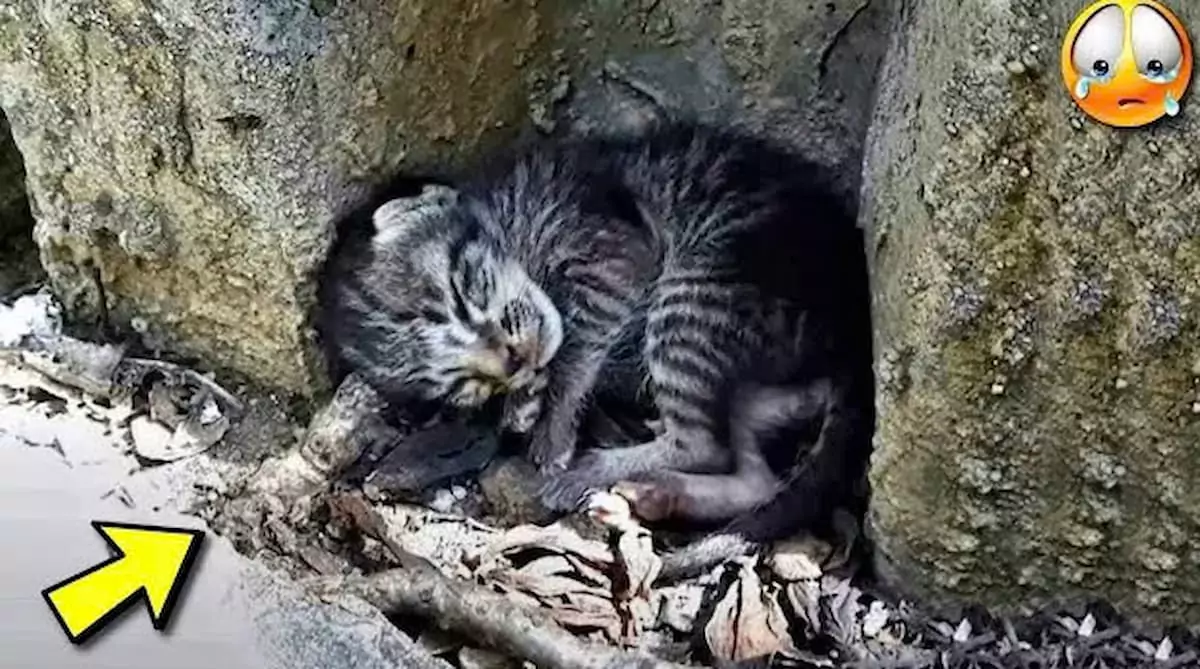 Sleeping amidst the cold streets, a stray cat dreamed of a cozy home