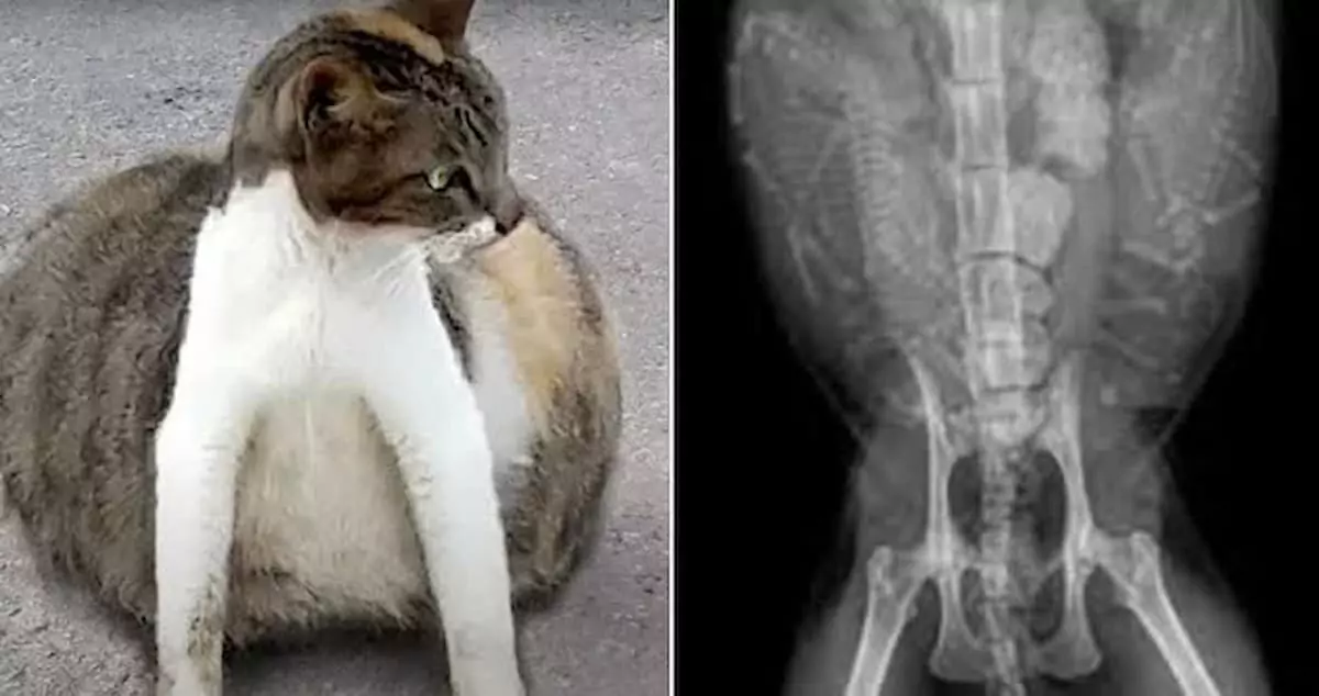 Homeless cat lost on the streets rescued by a vet who found a foreign object in its stomach