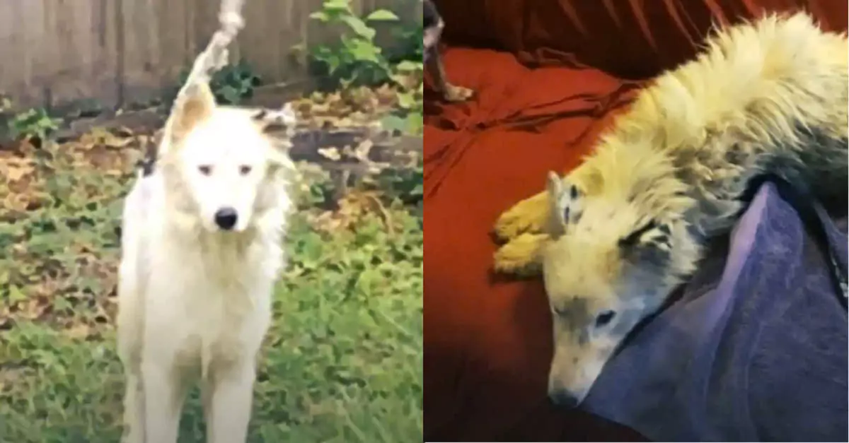 Woman Rescues Abandoned Dog During Hurricane Irma
