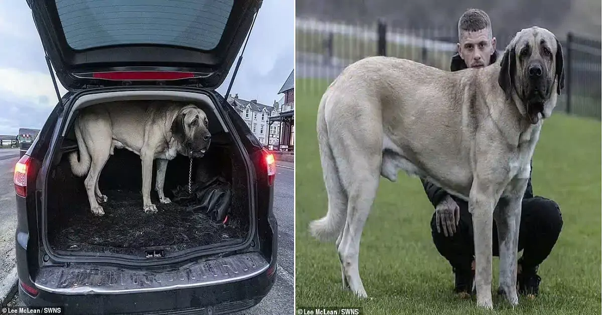 Meet Abu: The UK’s largest dog stands at 7 feet 2 inches and eats a whole chicken daily