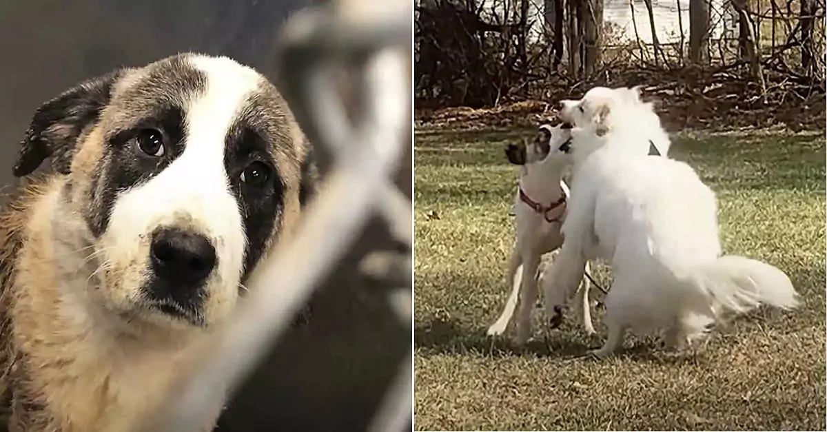 Rescued Dog Enjoys First Cheeseburger After Six Years in a Crate