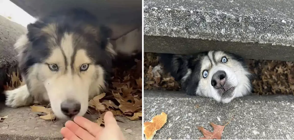 Husky rescued after being trapped in a drain