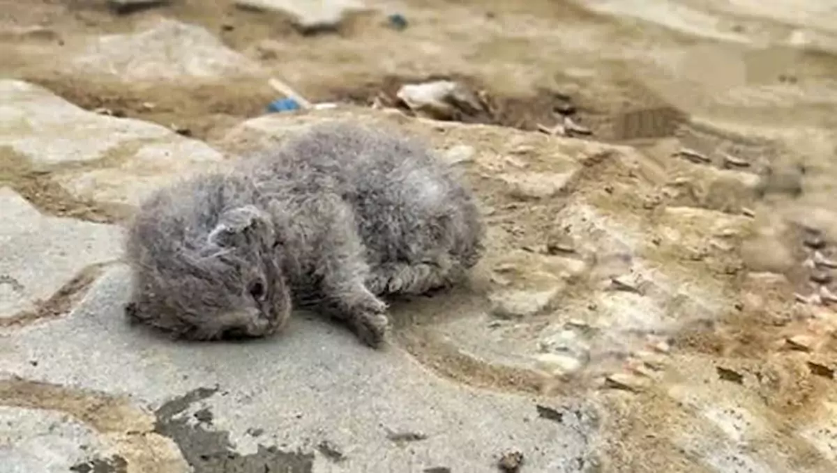 Found abandoned in the street, the kitten was lucky someone offered assistance