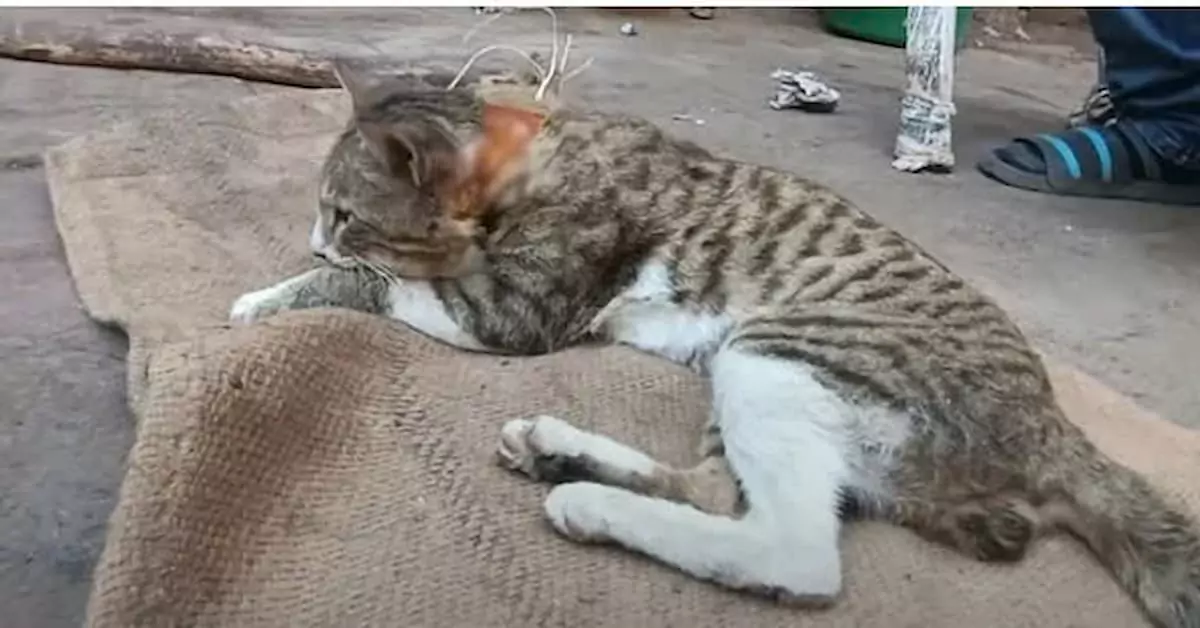 Cat’s head pokes out of railings, needs help from anyone