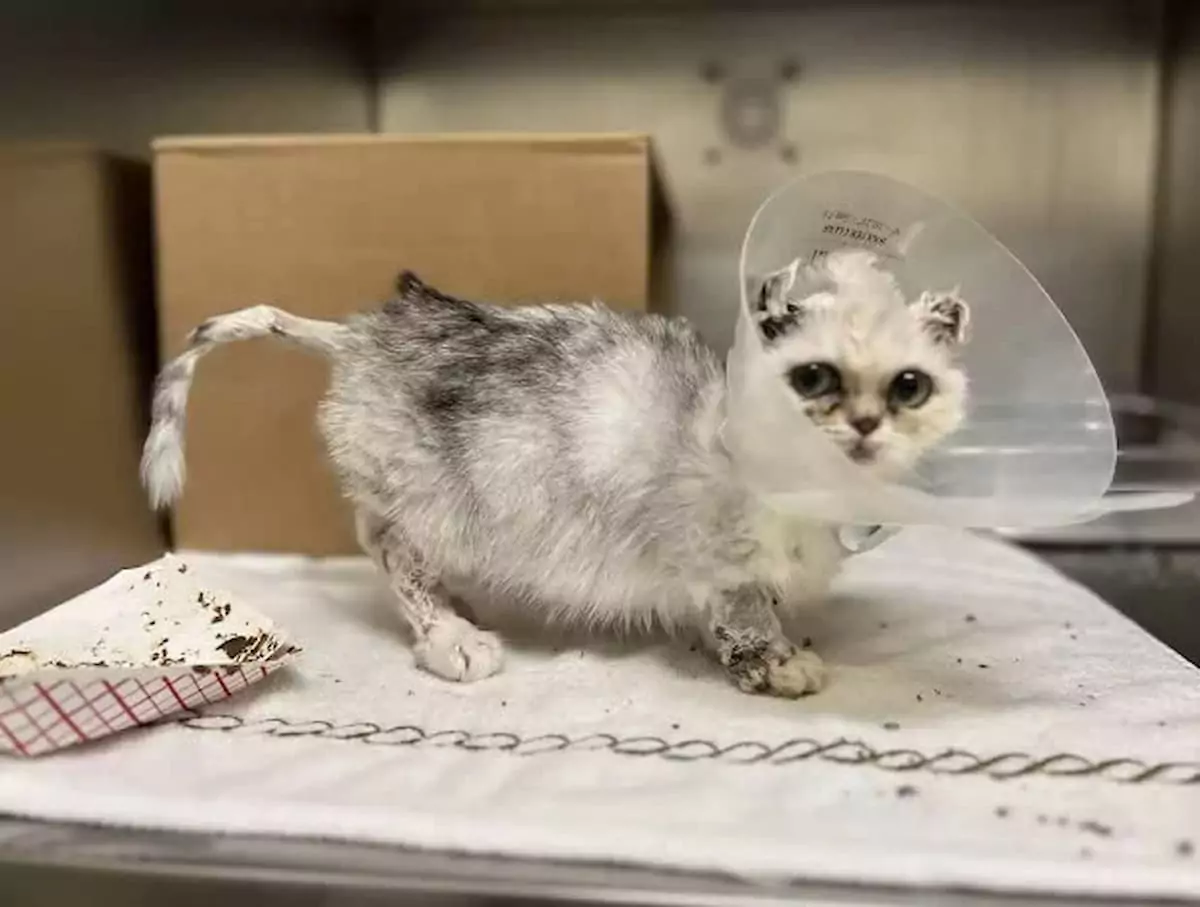 A tiny kitten battled a mysterious disease and found its forever home
