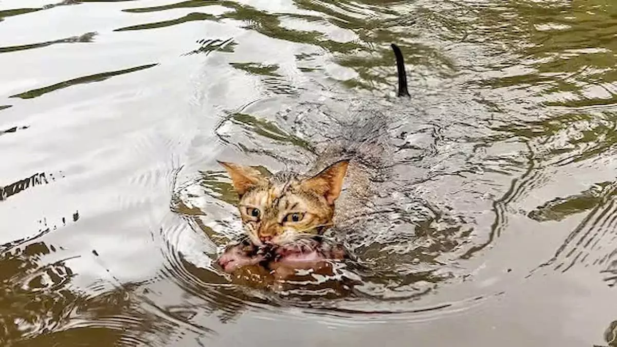 A tiny kitten was saved from the horrific floodwaters