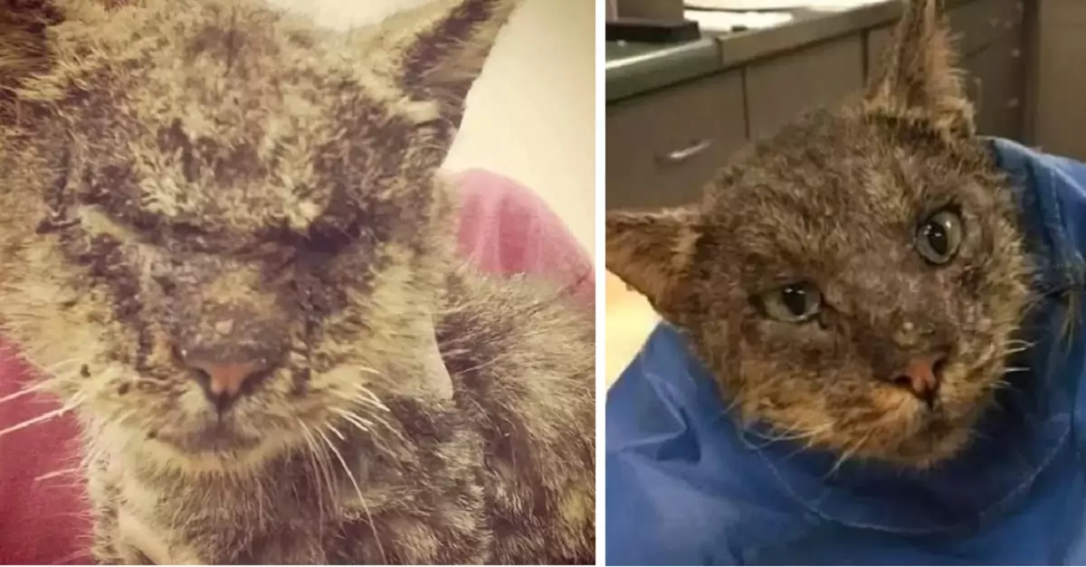 The untouchable cat found a forever loving home, and it will amaze you