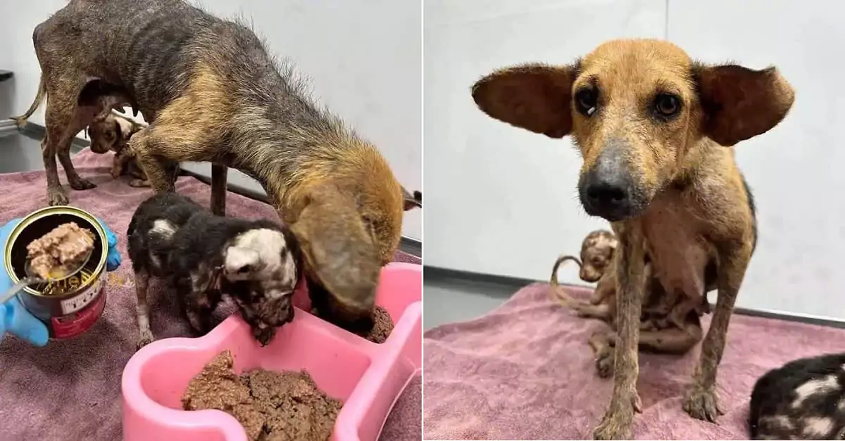 Heartbreaking story: Mother dog cuddles her sick puppies after being abandoned near train tracks