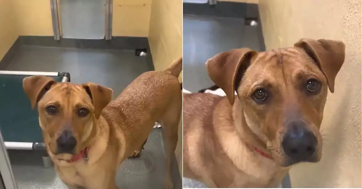 Zion’s heartbreaking story: A rescue dog’s journey toward a loving home